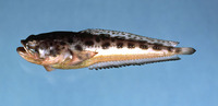 Porichthys plectrodon, Atlantic midshipman: fisheries