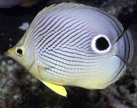 Chaetodon capistratus, Foureye butterflyfish: aquarium
