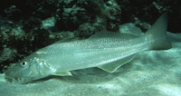 Sillago ciliata, Sand sillago: fisheries, aquaculture, gamefish, aquarium