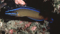 Pseudochromis dutoiti, Dutoiti: aquarium