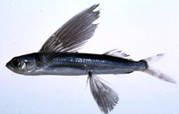 Cypselurus hiraii, : fisheries