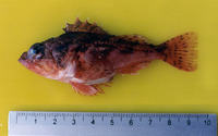 Scorpaena sonorae, Sonora scorpionfish: