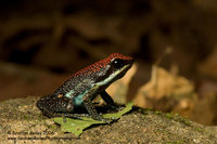 Ruby Poion Frog - Epipedobates parvulus