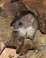 Image of: Mustela frenata (long-tailed weasel)