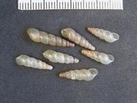 Subulina octona - Miniature Awlsnail