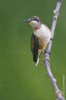 Image of: Archilochus colubris (ruby-throated hummingbird)