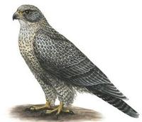 Image of: Falco rusticolus (gyrfalcon)