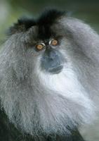 Macaca silenus - Liontail Macaque