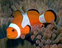 Image of: Amphiprion ocellaris (clown anemonefish), Heteractis magnifica