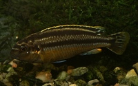 Melanochromis auratus - Golden Cichlid