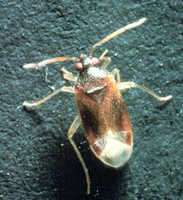 Ceratocapsus pumilus