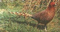 Copper Pheasant - Syrmaticus soemmeringii