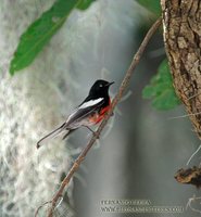 Painted Redstart - Myioborus pictus