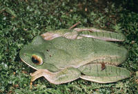 : Boophis albilabris; Eastern White Lipped Treefrog