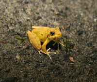 : Buergeria japonica; Ryukyu Kajika Frog