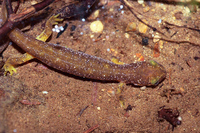 : Rhyacotriton variegatus; Southern Torrent Salamander