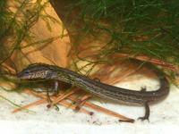 : Stereochilus marginatus; Many-lined Salamander