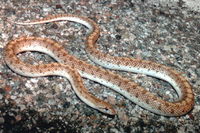 : Arizona elegans occidentalis