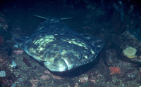 Hippoglossus stenolepis, Pacific halibut: fisheries, gamefish, aquarium
