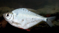 Ctenobrycon spilurus, Silver tetra: aquarium