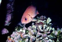 Myripristis gildi, Clipperton cardinal soldierfish: