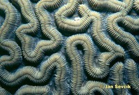 Diploria strigosa - symmetrical brain coral