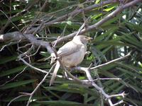 Turdoides striatus - Jungle Babbler