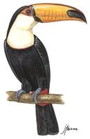 Image of: Ramphastos toco (Toco toucan)