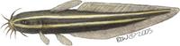 Image of: Plotosus lineatus (striped eel-catfish)