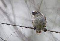 Medium Tree-Finch (Camarhynchus pauper) photo