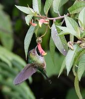 Mountain Avocetbill (Opisthoprora euryptera) photo