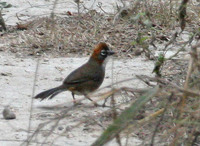 Rusty-crowned Ground-Sparrow - Melozone kieneri