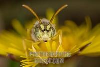 wild bee ( Nomada ) stock photo