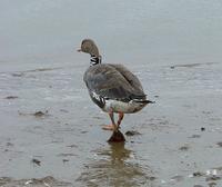 ...d watchers: have a close look at all groups of Whitefronted geese and