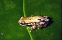 : Afrixalus delicatus; Delicate Spiny Reed Frog