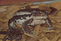 : Bufo japonicus; Japanese Common Toad