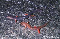 : Plethodon jordani; Jordan's Salamander;
