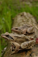 : Rana dalmatina; Agile Frog