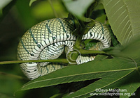 : Tropidolaemus wagleri; Wagler's Pit Viper