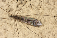: Limonia sp.