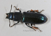 : Temnoscheila sp.; Bark-gnawing Beetle