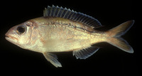 Pristipomoides argyrogrammicus, Ornate jobfish: fisheries