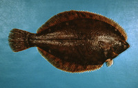 Pseudopleuronectes americanus, Winter flounder: fisheries, aquaculture, gamefish