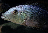 Fossorochromis rostratus, : fisheries, aquarium