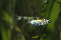 Puntius gelius, Golden barb: aquarium