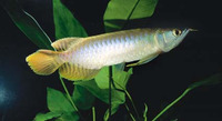Scleropages leichardti, Spotted bonytongue: aquaculture, gamefish, aquarium
