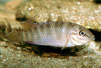 Parananochromis caudifasciatus, :