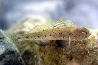 Pomatoschistus canestrinii, : fisheries