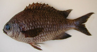 Chromis cadenati, Cadenat's chromis: fisheries