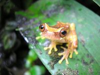 Hour-glass tree frog (Hyla ebraccata)